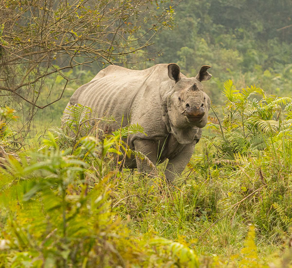 Assam and Meghalaya Tour in 7 Days